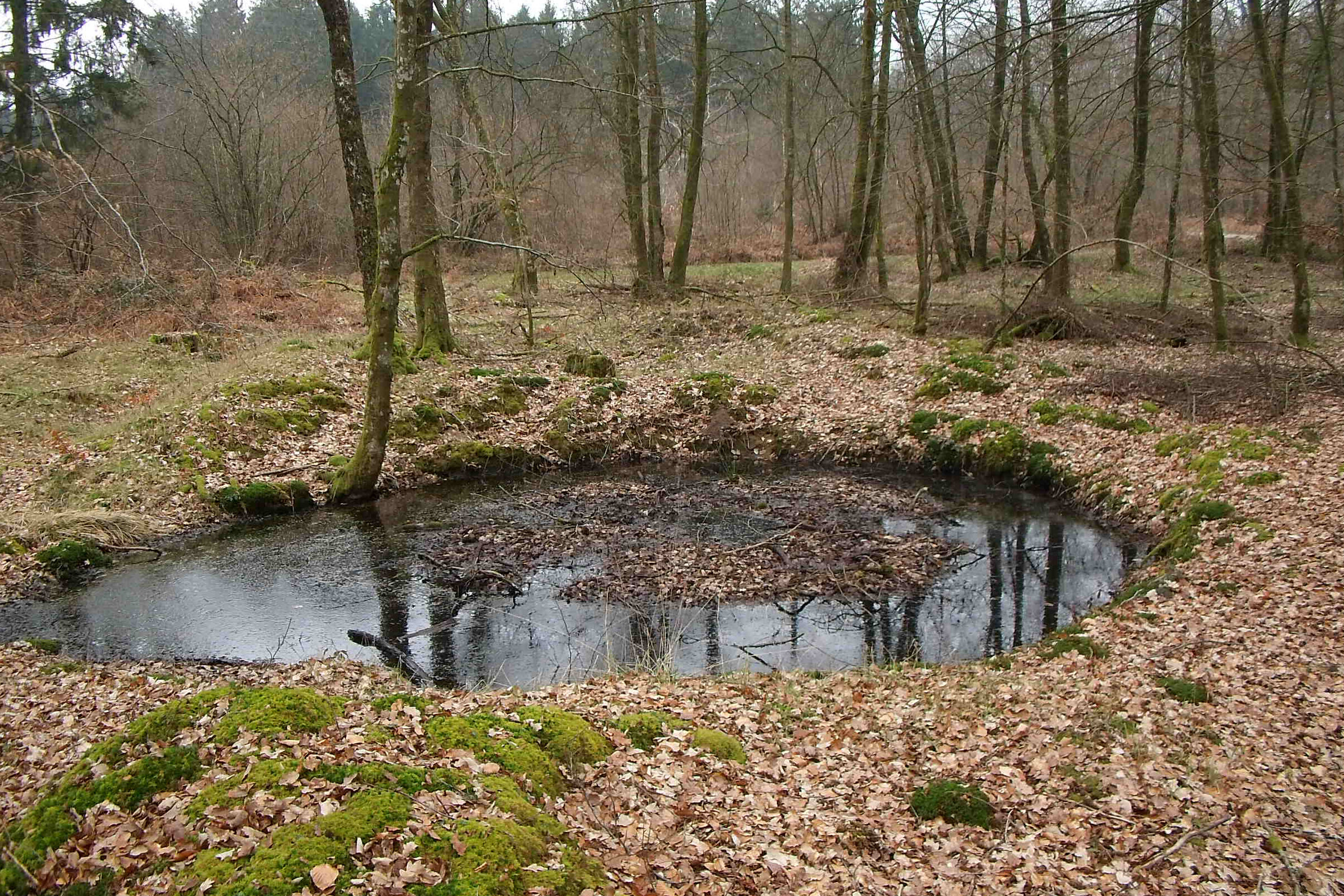 Figure 1: Bomb crater associated with a direct hit on a German 7th Army fuel storage bunker (low rectangular structure) in the Forêt Domaniale des Andaines, Normandy (Photo: DP).