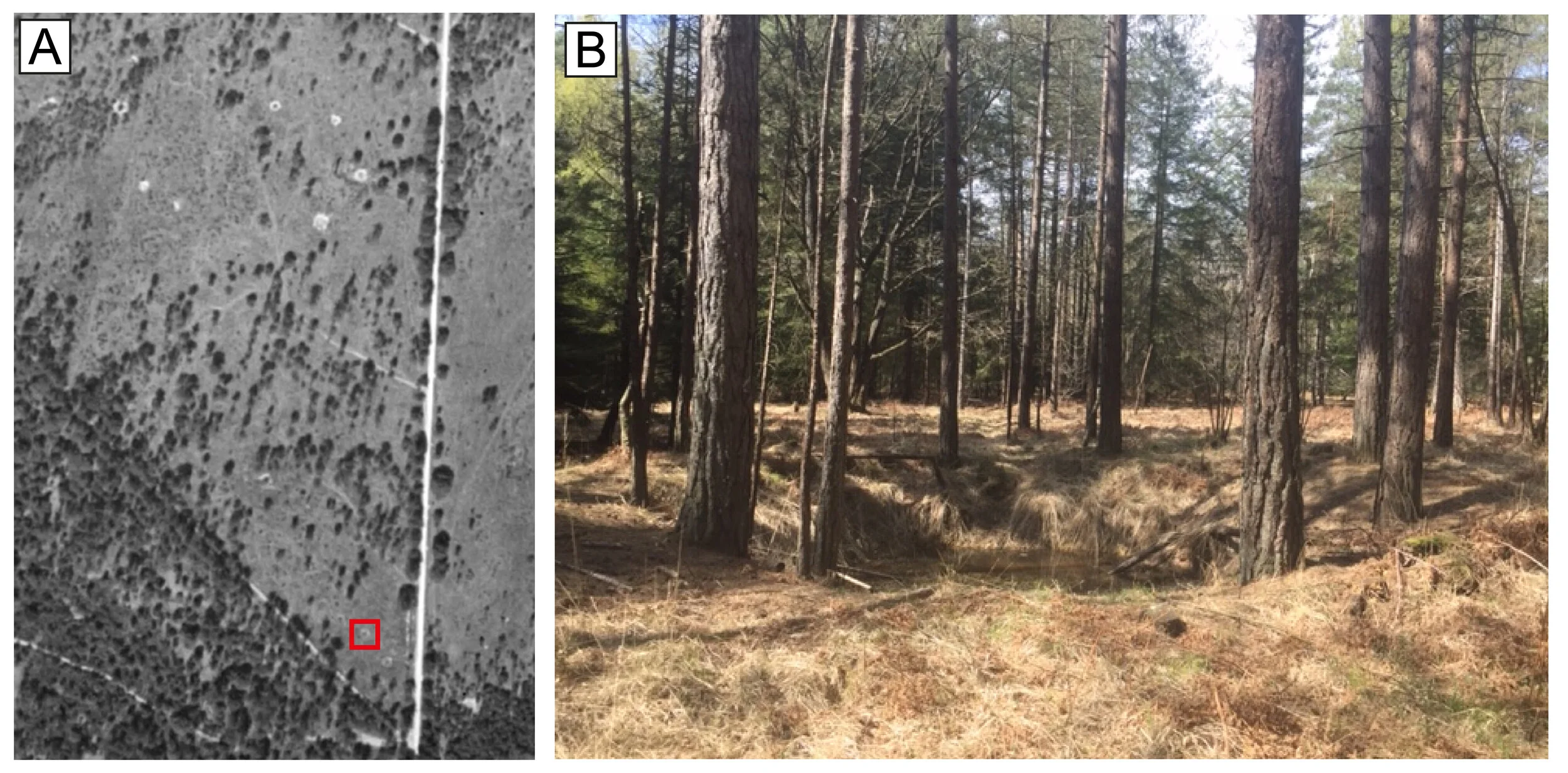 Figure 7: (A) Aerial photograph (1947: IGNF_C1714-0021_1947_F1714-1815_0222) showing part of the Forêt de Grand Gouffern bombed by 439 and 440 Squadrons on 25th July, 1944. Note bomb craters to west of N-S road. Inset frame shows location of bomb cr…